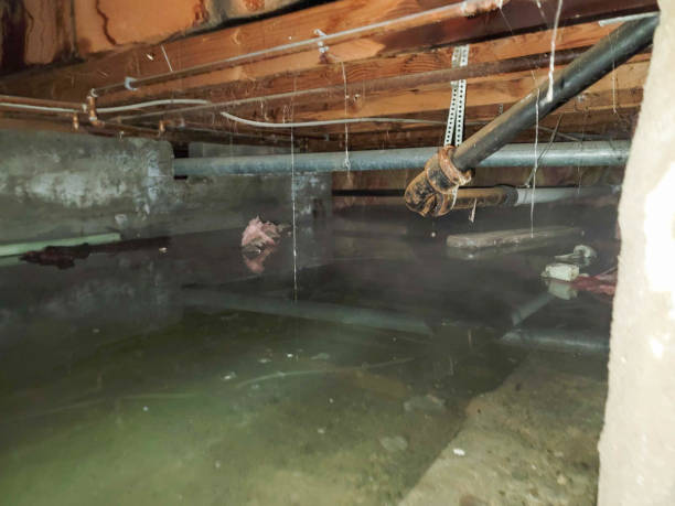Best Professional water damage repair  in Beechwood, MI