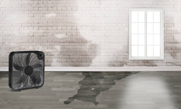 Best Emergency water damage restoration  in Beechwood, MI