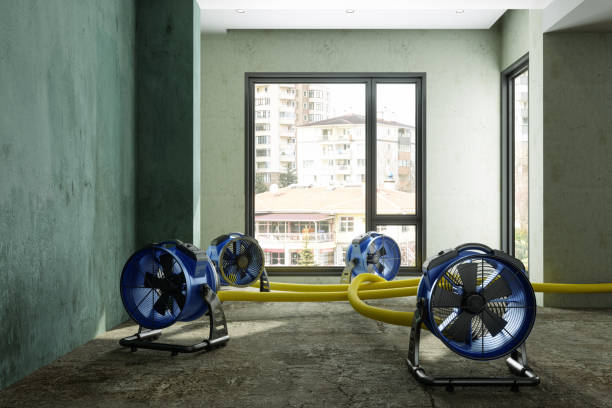 Best Water damage restoration experts  in Beechwood, MI