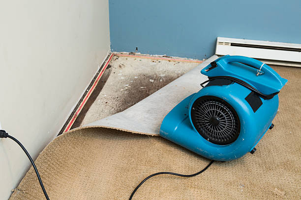 Best Water damage contractors near me  in Beechwood, MI